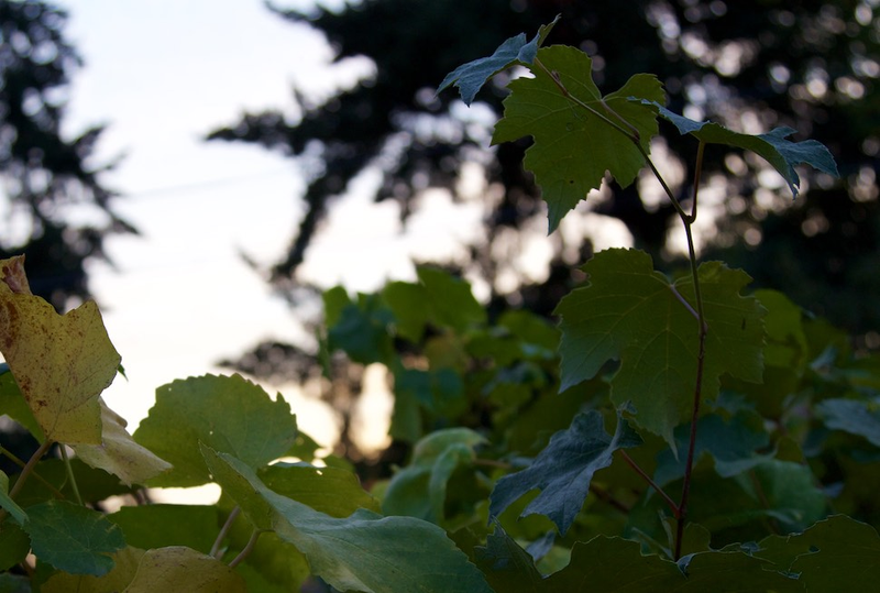 Illustration for article titled 48 Photos Of Autumn Around The World